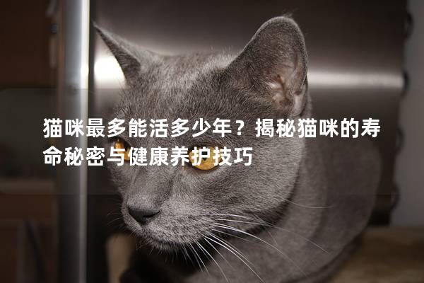 猫咪最多能活多少年？揭秘猫咪的寿命秘密与健康养护技巧