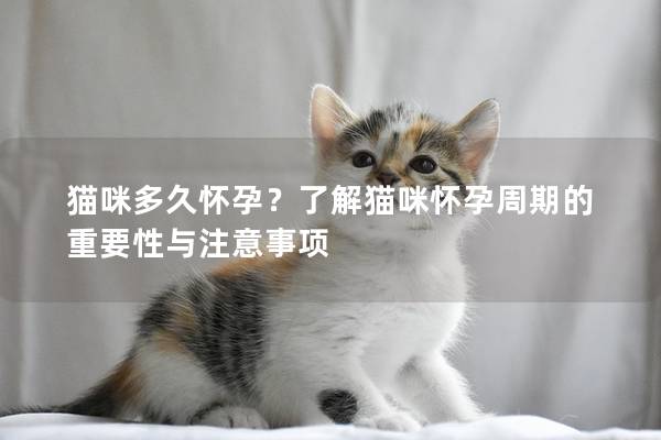 猫咪多久怀孕？了解猫咪怀孕周期的重要性与注意事项