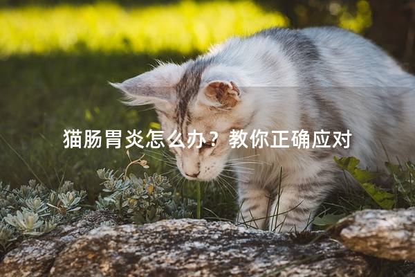 猫肠胃炎怎么办？教你正确应对