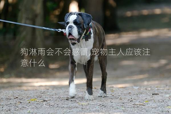 狗淋雨会不会感冒,宠物主人应该注意什么