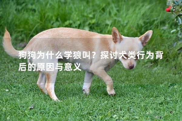 狗狗为什么学狼叫？探讨犬类行为背后的原因与意义