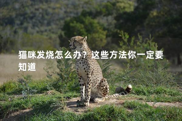 猫咪发烧怎么办？这些方法你一定要知道