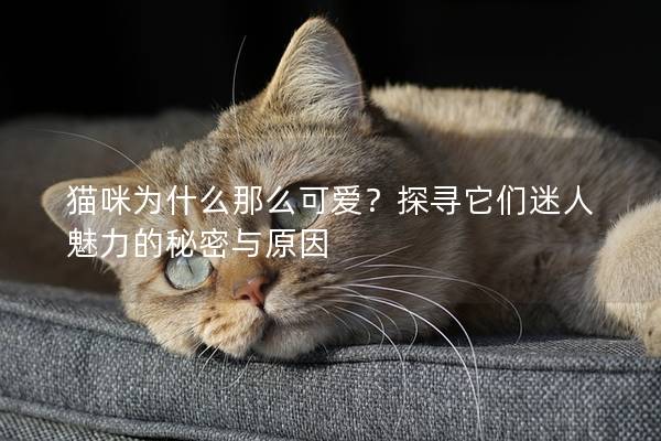 猫咪为什么那么可爱？探寻它们迷人魅力的秘密与原因