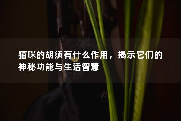 猫咪的胡须有什么作用，揭示它们的神秘功能与生活智慧