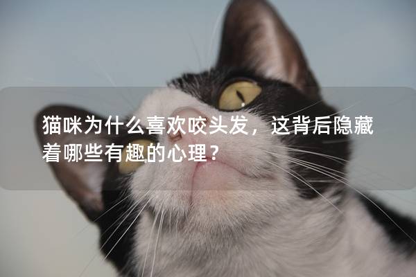 猫咪为什么喜欢咬头发，这背后隐藏着哪些有趣的心理？