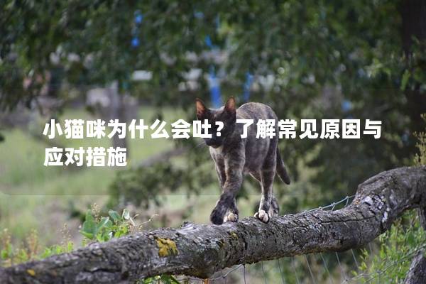 小猫咪为什么会吐？了解常见原因与应对措施