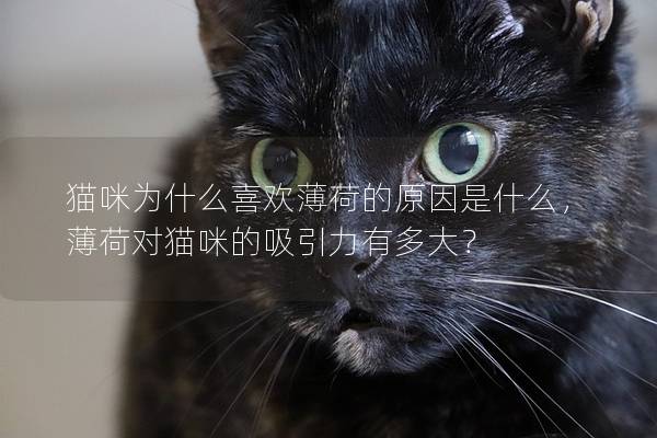 猫咪为什么喜欢薄荷的原因是什么，薄荷对猫咪的吸引力有多大？