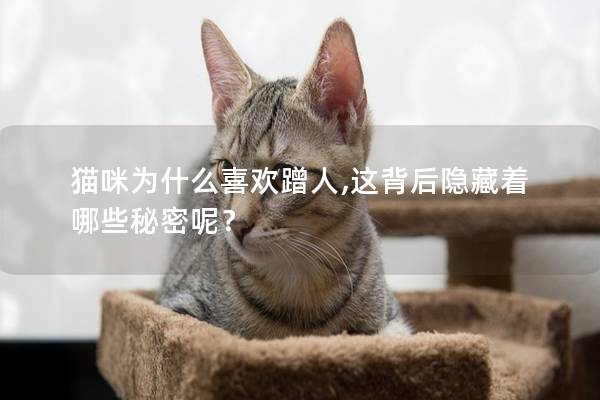 猫咪为什么喜欢蹭人,这背后隐藏着哪些秘密呢？