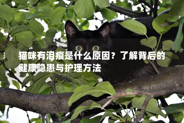 猫咪有泪痕是什么原因？了解背后的健康隐患与护理方法