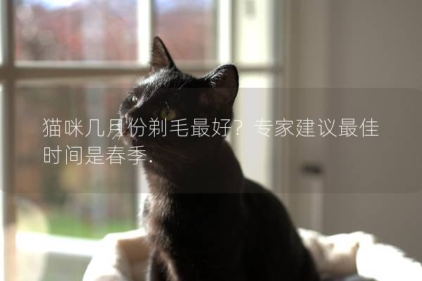 猫咪几月份剃毛最好？专家建议最佳时间是春季.