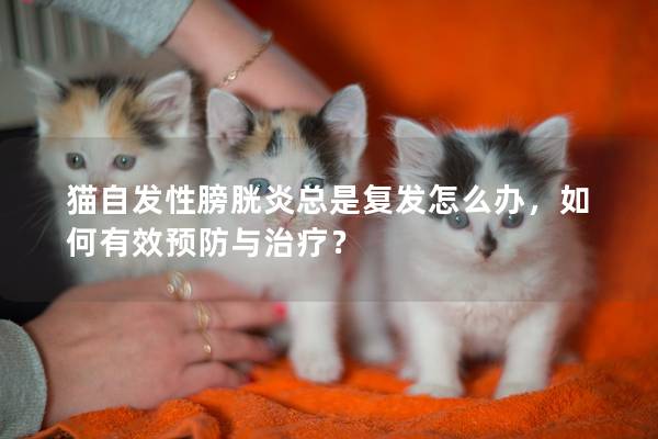 猫自发性膀胱炎总是复发怎么办，如何有效预防与治疗？