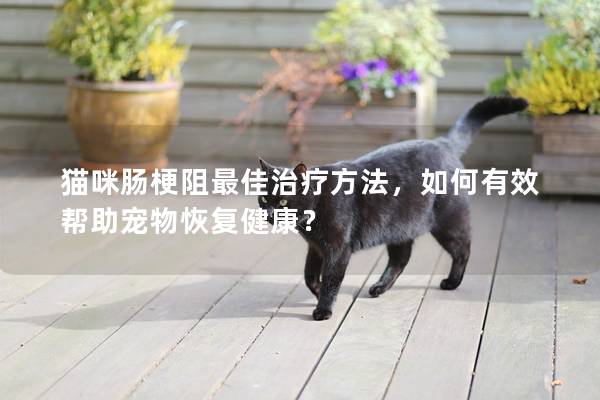 猫咪肠梗阻最佳治疗方法，如何有效帮助宠物恢复健康？