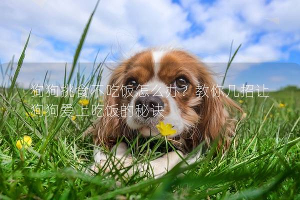 狗狗挑食不吃饭怎么办？教你几招让狗狗爱上吃饭的秘诀