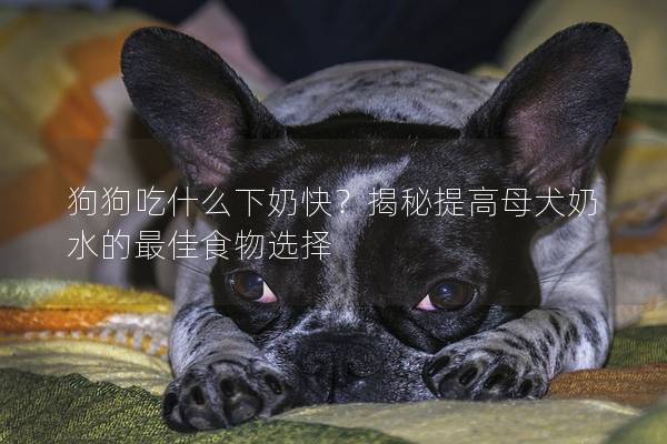 狗狗吃什么下奶快？揭秘提高母犬奶水的最佳食物选择