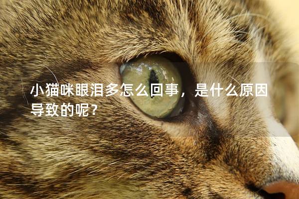 小猫咪眼泪多怎么回事，是什么原因导致的呢？