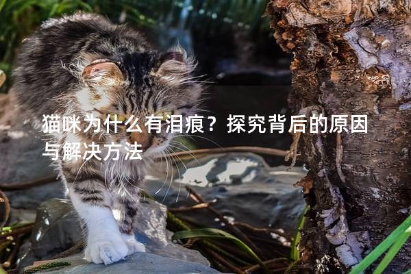 猫咪为什么有泪痕？探究背后的原因与解决方法