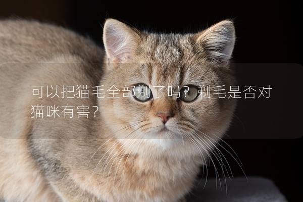 可以把猫毛全部剃了吗？剃毛是否对猫咪有害？