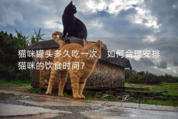 猫咪罐头多久吃一次，如何合理安排猫咪的饮食时间？