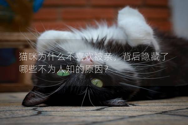 猫咪为什么不喜欢被亲，背后隐藏了哪些不为人知的原因？