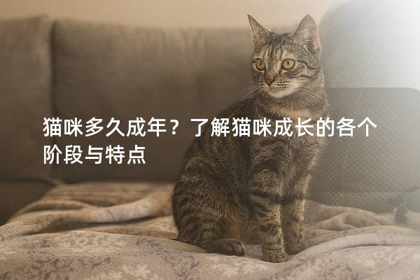 猫咪多久成年？了解猫咪成长的各个阶段与特点