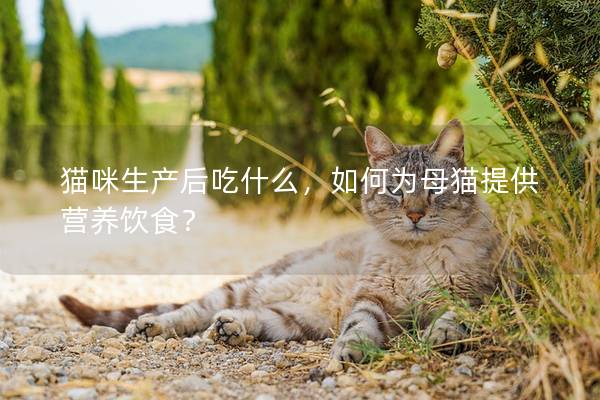 猫咪生产后吃什么，如何为母猫提供营养饮食？