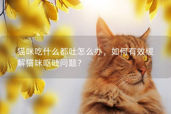 猫咪吃什么都吐怎么办，如何有效缓解猫咪呕吐问题？