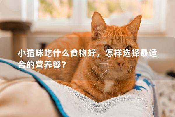 小猫咪吃什么食物好，怎样选择最适合的营养餐？