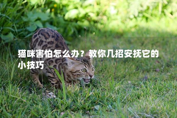 猫咪害怕怎么办？教你几招安抚它的小技巧