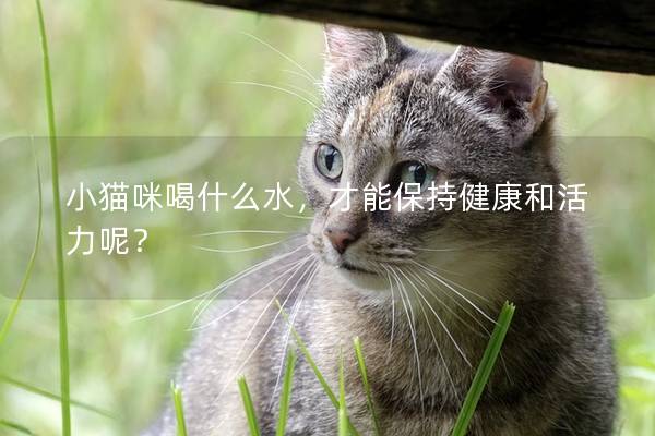 小猫咪喝什么水，才能保持健康和活力呢？