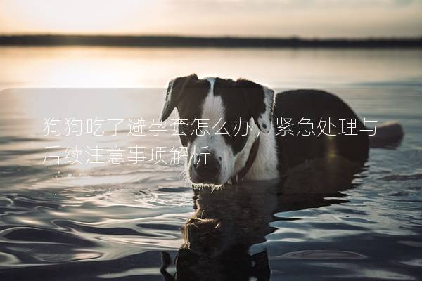 狗狗吃了避孕套怎么办，紧急处理与后续注意事项解析