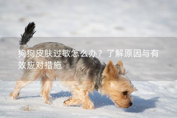 狗狗皮肤过敏怎么办?了解原因与有效应对措施