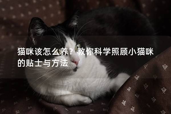 猫咪该怎么养？教你科学照顾小猫咪的贴士与方法