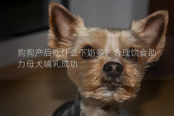 狗狗产后吃什么下奶多？合理饮食助力母犬哺乳成功