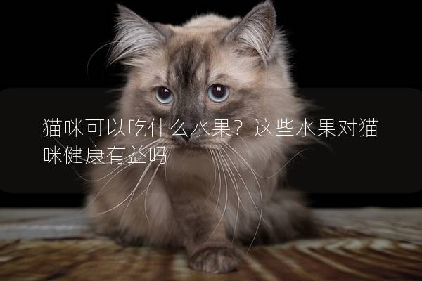 猫咪可以吃什么水果？这些水果对猫咪健康有益吗