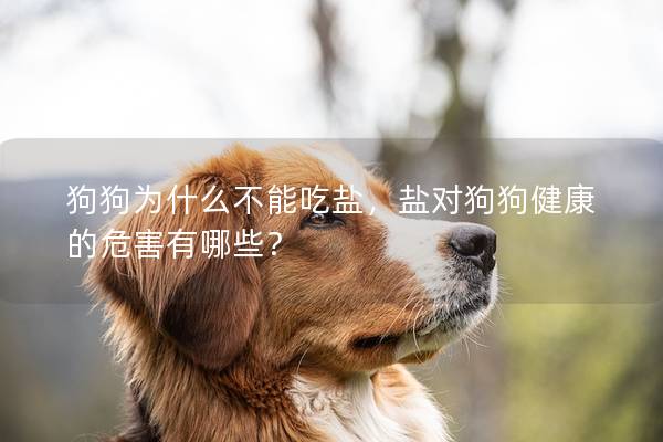 狗狗为什么不能吃盐，盐对狗狗健康的危害有哪些？