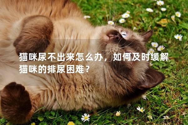 猫咪尿不出来怎么办，如何及时缓解猫咪的排尿困难？