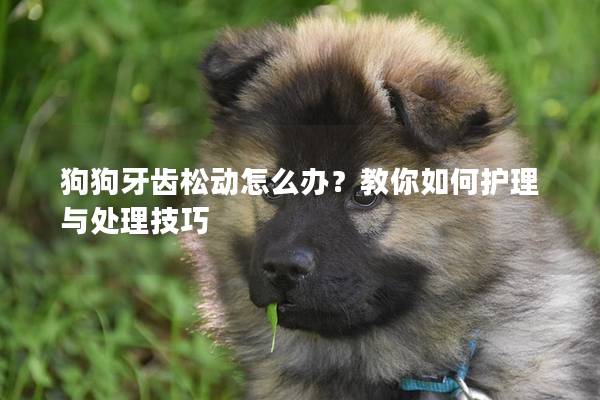 狗狗牙齿松动怎么办？教你如何护理与处理技巧