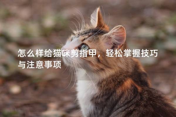 怎么样给猫咪剪指甲，轻松掌握技巧与注意事项