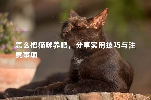 怎么把猫咪养肥，分享实用技巧与注意事项