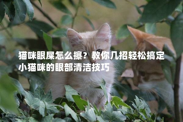 猫咪眼屎怎么擦？教你几招轻松搞定小猫咪的眼部清洁技巧