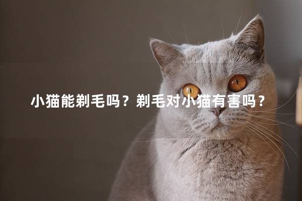 小猫能剃毛吗？剃毛对小猫有害吗？