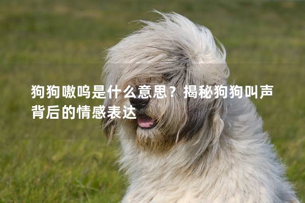 狗狗嗷呜是什么意思？揭秘狗狗叫声背后的情感表达