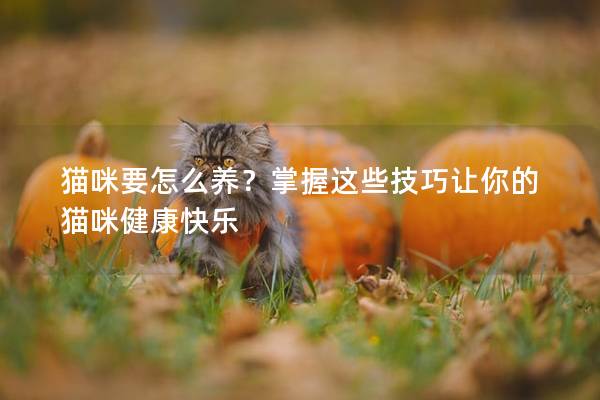 猫咪要怎么养？掌握这些技巧让你的猫咪健康快乐