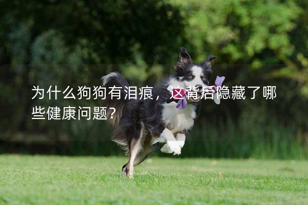 为什么狗狗有泪痕,这背后隐藏了哪些健康问题?
