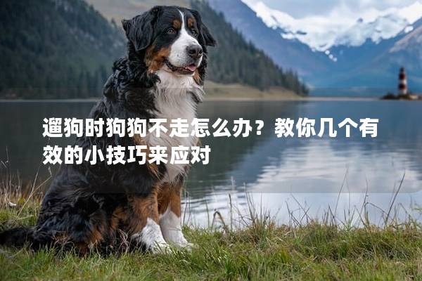 遛狗时狗狗不走怎么办？教你几个有效的小技巧来应对