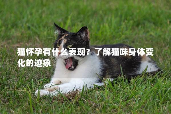 猫怀孕有什么表现？了解猫咪身体变化的迹象