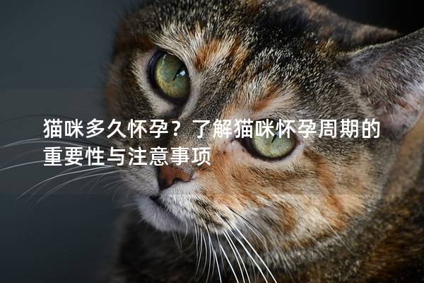 猫咪多久怀孕？了解猫咪怀孕周期的重要性与注意事项