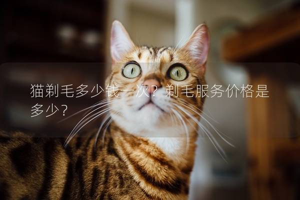 猫剃毛多少钱一次？剃毛服务价格是多少？