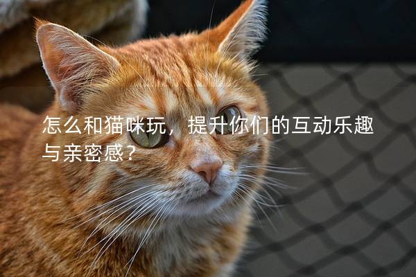 怎么和猫咪玩，提升你们的互动乐趣与亲密感？