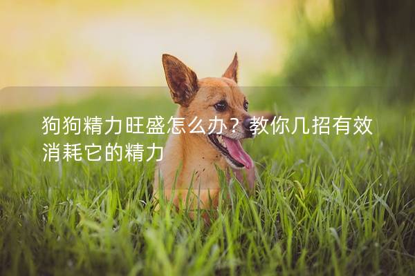 狗狗精力旺盛怎么办？教你几招有效消耗它的精力